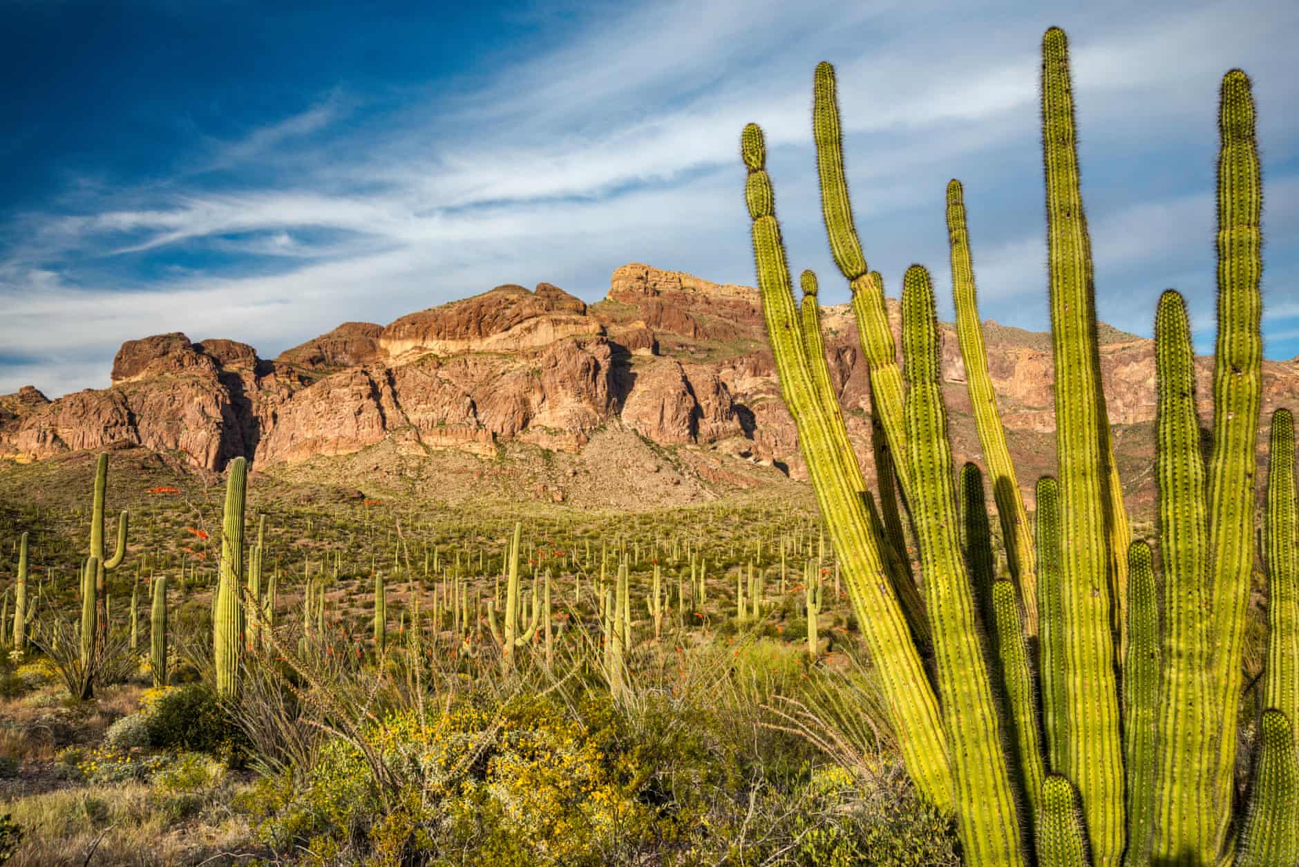 The Organ Pipe Cactus national monument, a federally protected wilderness area and Unesco-recognized international biosphere reserve. Photograph: Marek Zuk/Alamy