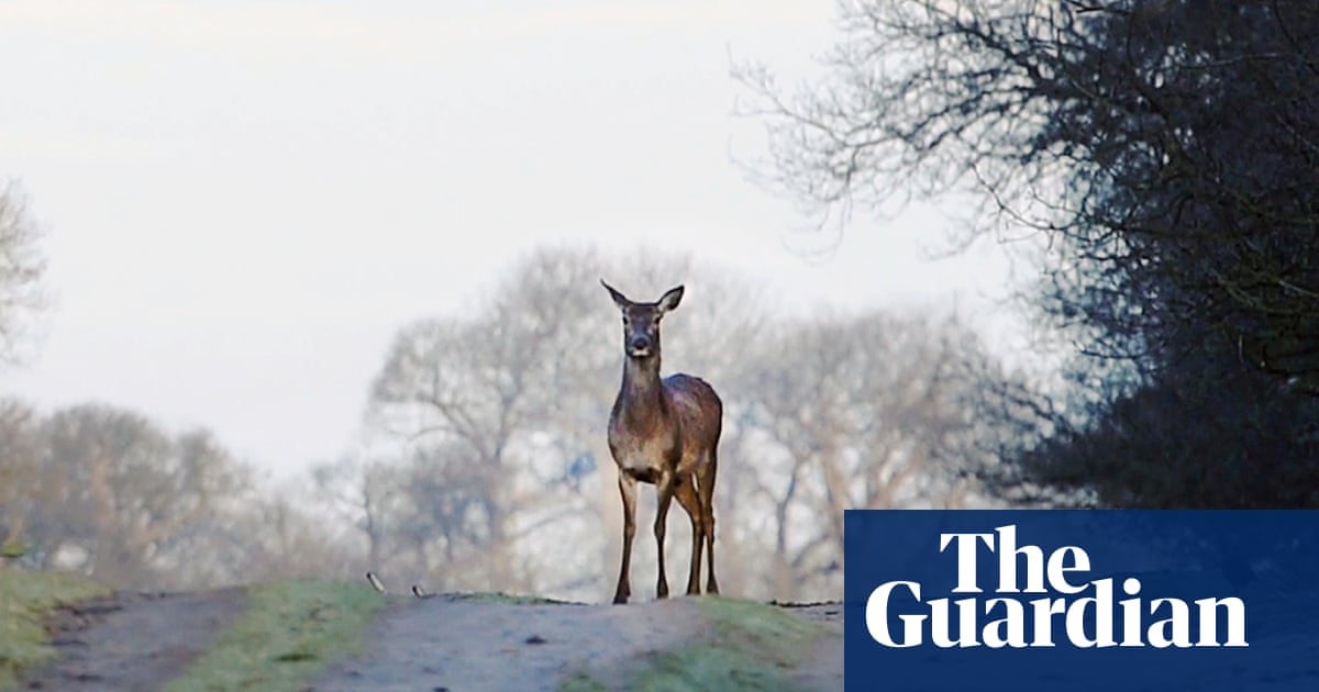 Could a surging deer population ease the UK’s hunger crisis? – video | Society