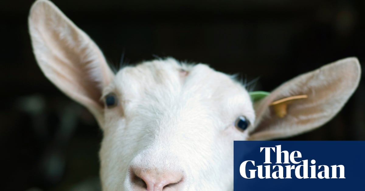 Μπορείτε να το λύσετε; Μια νέα κατσίκα για το GOAT του puzzledom