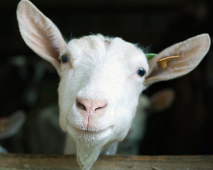 Can you solve it? A new goat for puzzledom’s GOAT