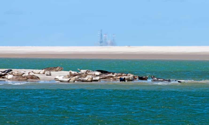 Harbour/Common seals (Phoca vitulina) sunbathing on sandbank with oil rig in the background, in Texel, Wadden Sea, the Netherlands.