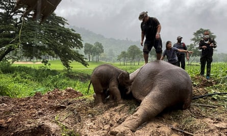 A man stands over a sedated mother elephant in the rain