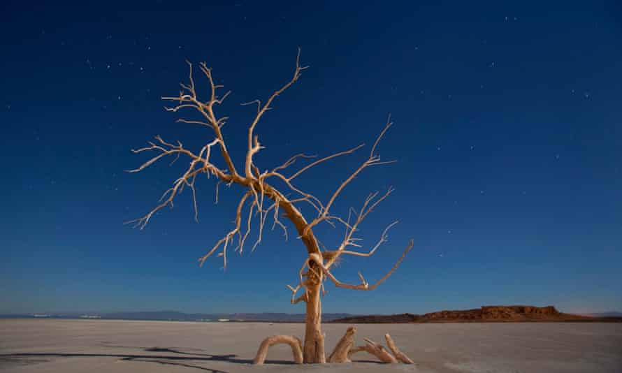A dead tree