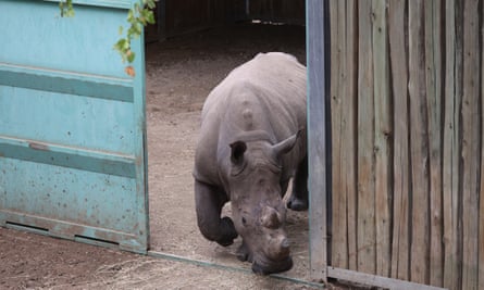 Kusasa, one of the two reintroduced white rhino before his translocation.
