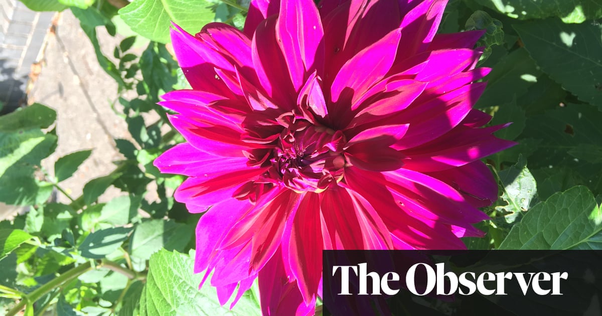 Dahlias, class wars and early autumn colour | Allan Jenkins | Life and style | The Guardian