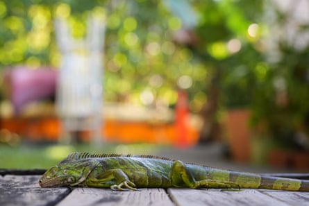 green iguana lays on wooden deck