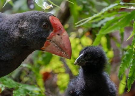 The chick pictured with a parent.