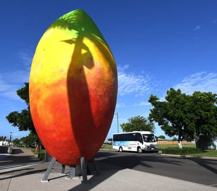 A 10m-tall giant mango in Bowen, north Queensland