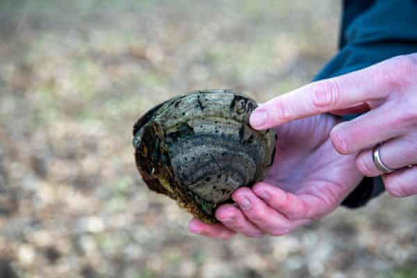 Питер Лоуренс, менеджер проекта «Миссия: беспозвоночные» королевских парков, указывает на дыры, созданные личинками беспозвоночных на грибе, который мог бы расти на дереве.