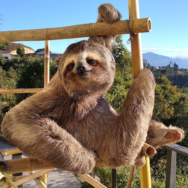 The Rodríguezes have constructed climbing frames to simulate the sloths’ natural environment. Photograph: Courtesy of Haydée and Juan Carlos Rodríguez