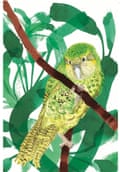 An illustration of a kākāpō by Emily Robertson from An Atlas of Endangered Species.