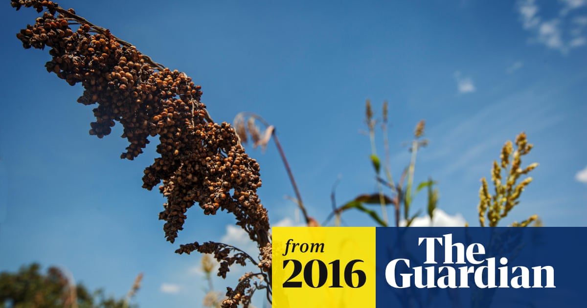 Us Agency Sets Sights On Grass In Bid To Make A Better Biofuel