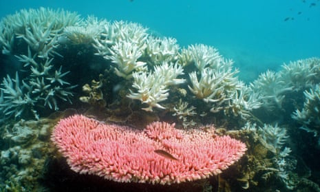 Leading coral reef scientists are calling for coal mining and port developments in Queensland to be scrapped.