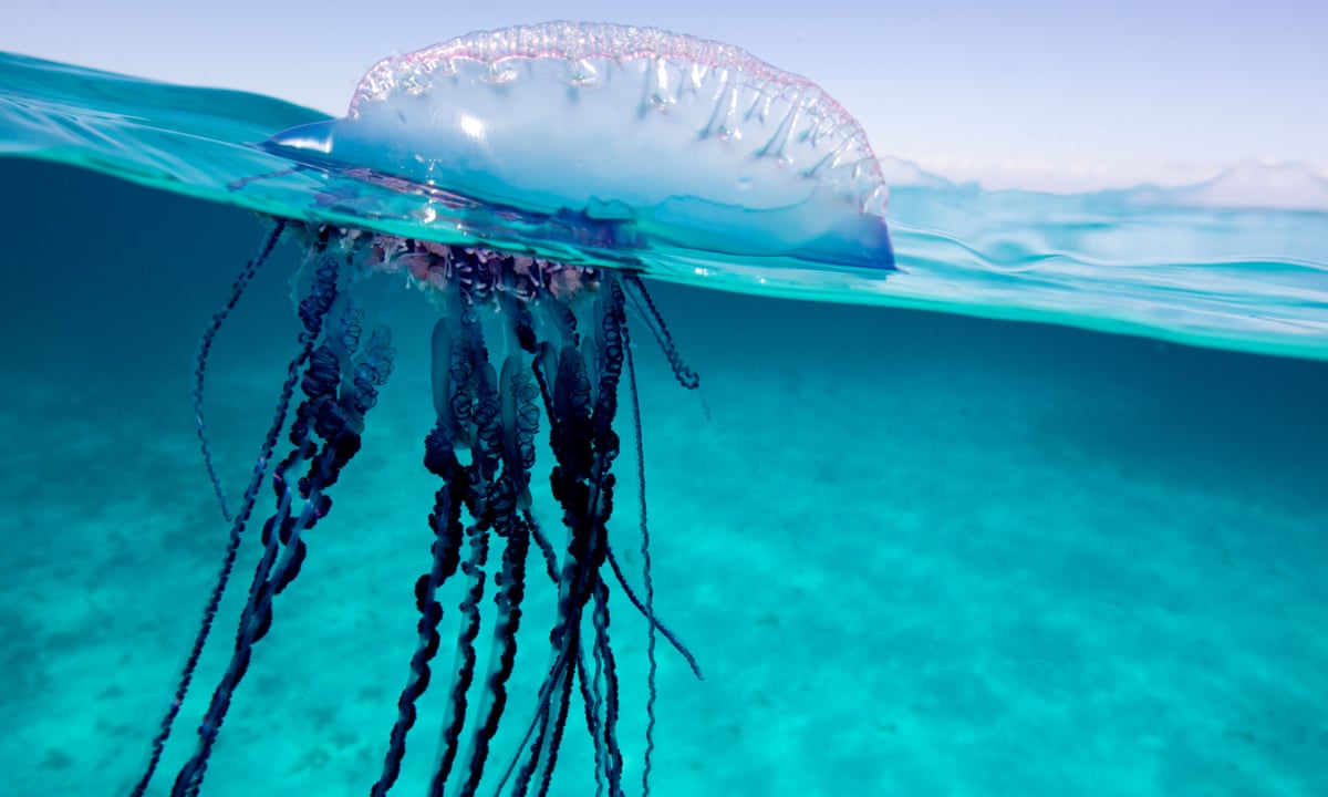 Bluebottle Epidemic Thousands Stung As Record Numbers Swarm Queensland Beaches Queensland The Guardian Bluebottle Epidemic Thousands Stung As Record Numbers Swarm Queensland Beaches Queensland The Guardian