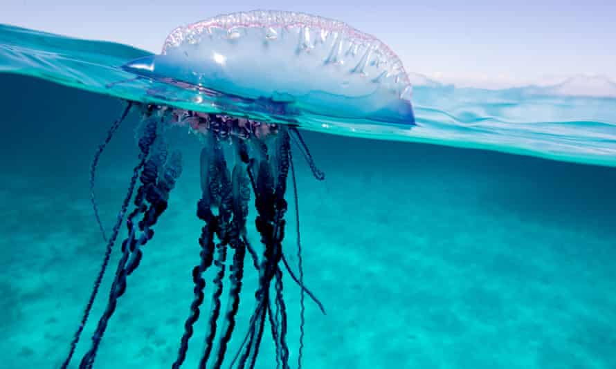 A close-up of a Portuguese-man-of-war jelly fish, its bubble body above the surface of aqua-blue water, long black tentacles hanging beneath