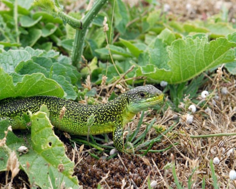 Close up portrait of a green lizard.