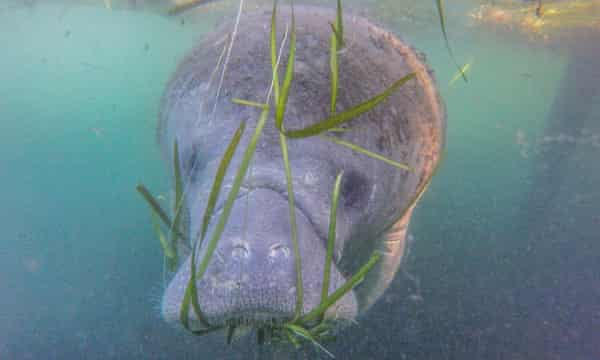 Runoff from agriculture, lawns and septic tanks is killing once abundant seagrass meadows.