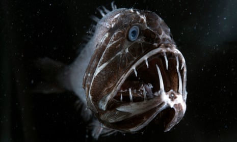 Blue Planet 2: Attenborough defends shots filmed in studio | Oceans | The Guardian Blue Planet 2: Attenborough defends shots filmed in studio | Oceans | The Guardian