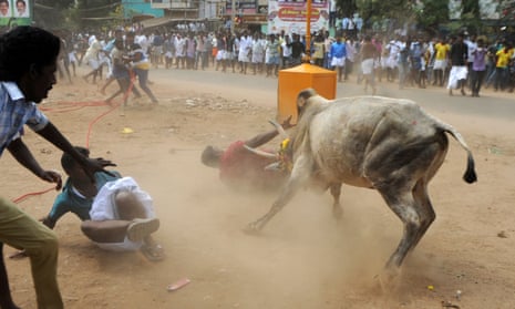 A bull charges through a crowd of jallikattu participants in Madurai, Tamil Nadu