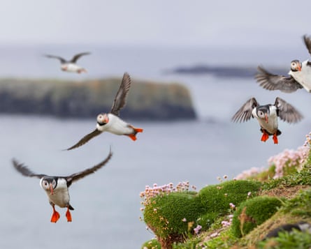 Puffins flying off a cliff