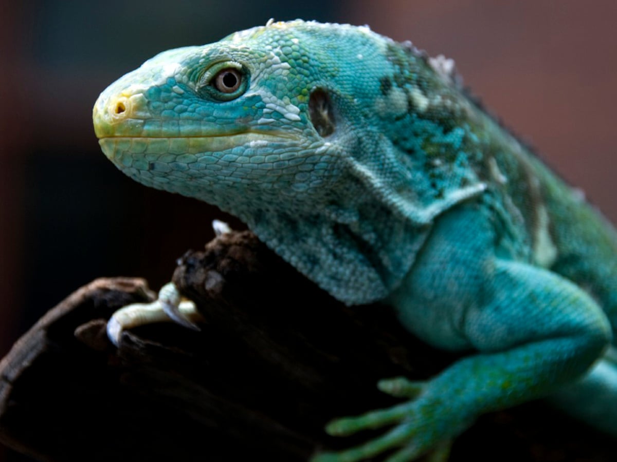 Iguana captive breeding program in Fiji posts first positive ...