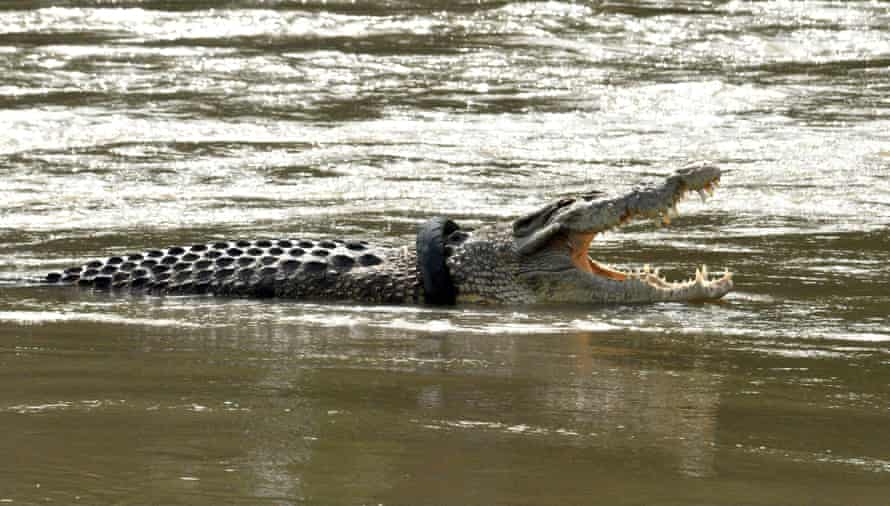 A crocodile with a motorbike tyre around its neck is seen in a river in Palu, Central Sulawesi in December 2020.