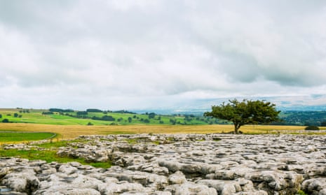 A lone tree on the limestone pavement. All photographs by Phil Greenwood