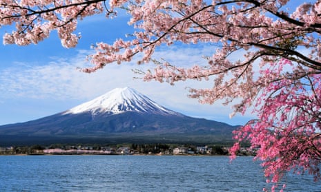Mount Fuji and Cherry tree 