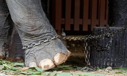 World's leading zoo association accused of overlooking horrific cruelty |  Animal welfare | The Guardian