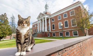 Tabby cat sits on wall in front of university building