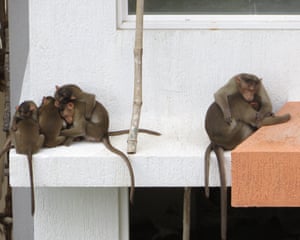 Mumbai, India ‘This vagabond close-knit family does a monthly rotation of the buildings in our area, raiding kitchens. The small ones sneak in and hand over packets and food to the large ones waiting outside, while the “teenager” is the look out.’