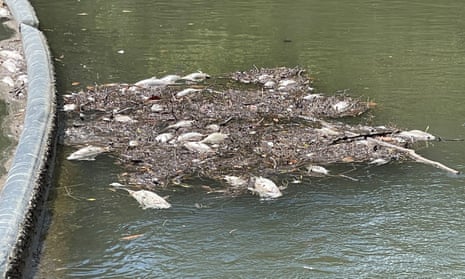 The Parramatta River fish kill, triggered by low oxygen levels in the water, is being investigated by the New South Wales environmental regulator