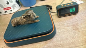 Bruno the baby hare who has been hailed a little miracle after being delivered from its dead mother in an emergency roadside caesarean after she was killed in a farming accident. The adult female hare died after she was accidentally struck by machinery while farmer Robert Craig was carrying out silaging operations in Dumfries and Galloway