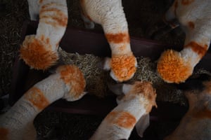 View from above of sheep with orange markings eating
