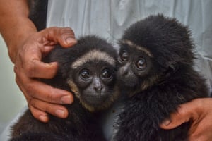 An officer of Indonesia’s nature and reserve agency holds two protected juvenile agile gibbons after they were seized from illegal traders in Pekanbaru