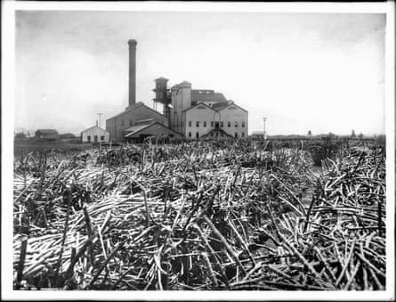 In a black-and-white archival photo, rows of cut sugar cane sit in a field in the foreground. A smokestack rises from among several buildings visible in the distance.