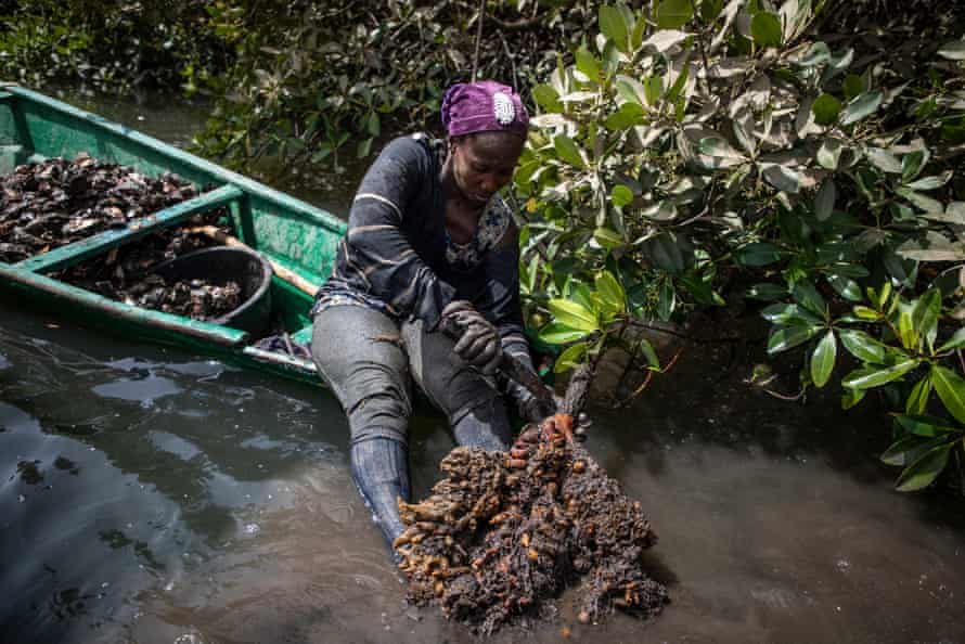 A mulher se equilibra na ponta de sua canoa enquanto tira uma ostra de uma raiz de mangue