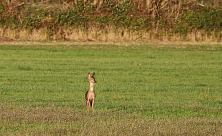 Roe deer in grass near the estuary