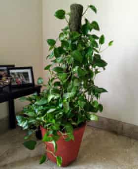 money plant.