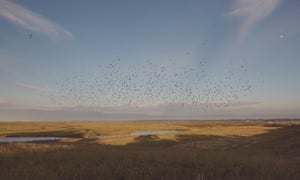 Starlings over Elmley nature reserve