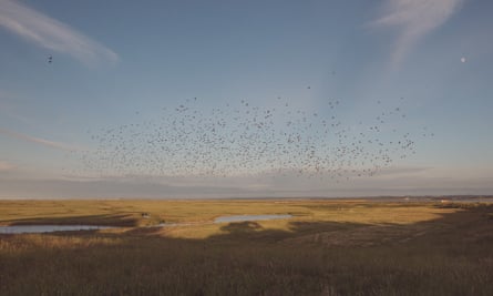 Starlings over Elmley nature reserve
