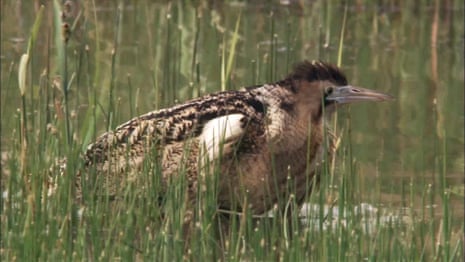 The boom of the UK’s loudest bird, the bittern (video by RSPB)