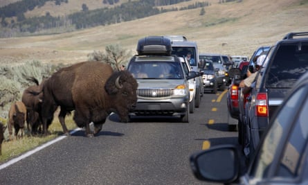 A large bison blocks traffic as tourists take photos of the animals in the Lamar Valley of Yellowstone National Park in Wyoming.