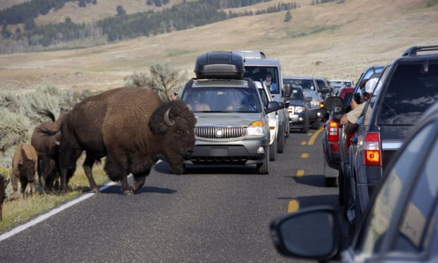 Yellowstone national park: video shows bison tossing nine-year-old girl in air 3000