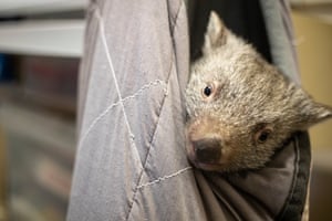 A baby wombat snuggles into a man made pouch after being rescued from his dead mothers pouch after she was killed by a speeding driver.
