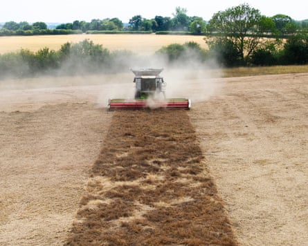 An aerial photo shows vetch as it is harvested with a combine harvester at Shimpling Park Farm in Bury St Edmunds