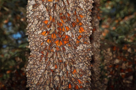 Tree full of Monarch butterflies at the Rosario Sanctuary, Michoacan, Mexico.