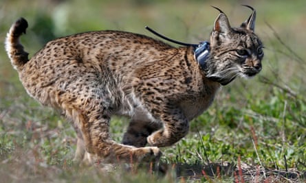 An Iberian lynx is released in Doñana national park, southern Spain.