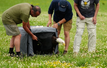 a bald eagle coming out of a bag