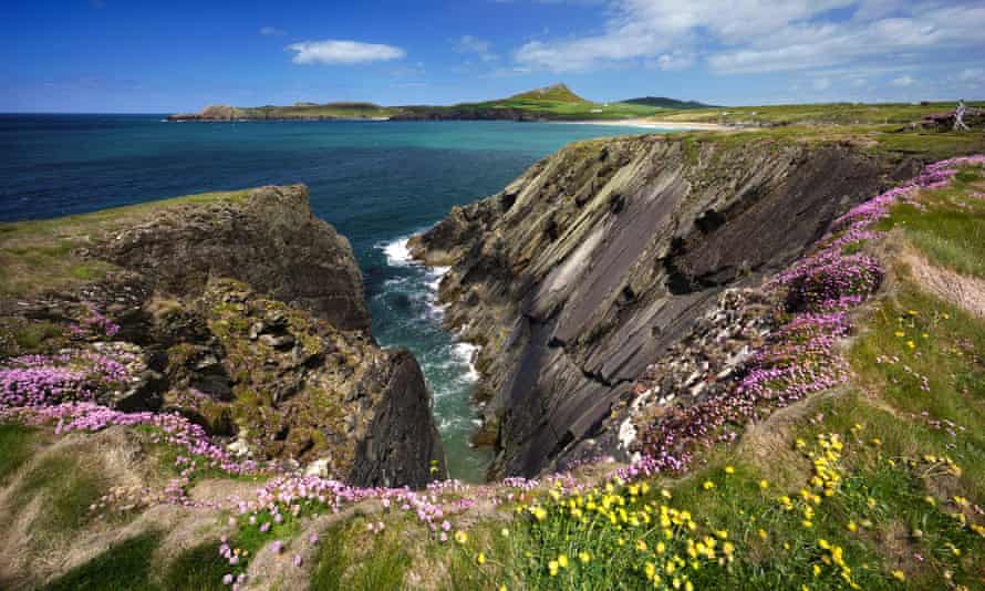 Wildflowers on the cliffs of Pembrokeshire coast path near St Davids.